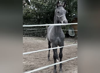 Westfaal, Hengst, Veulen (06/2025), Zwartschimmel