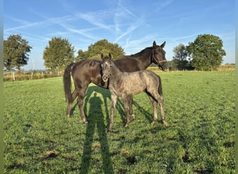 Westfaal, Hengst, Veulen (06/2025), Zwartschimmel