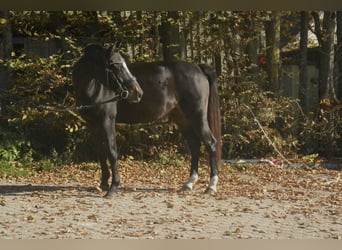 Westfaal, Merrie, 10 Jaar, 139 cm, Donkerbruin