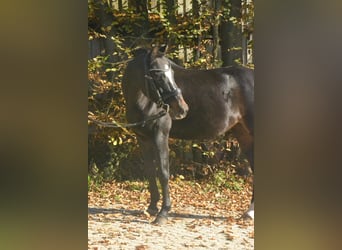 Westfaal, Merrie, 10 Jaar, 139 cm, Donkerbruin