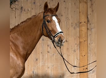 Westfaal, Merrie, 10 Jaar, 165 cm