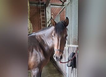 Westfaal, Merrie, 10 Jaar, 166 cm, Bruin