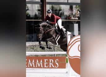 Westfaal, Merrie, 10 Jaar, 166 cm, Donkerbruin