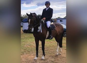 Westfaal, Merrie, 10 Jaar, 167 cm, Bruin