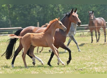 Westfaal, Merrie, 10 Jaar, 167 cm, Bruin