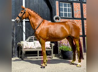 Westfaal, Merrie, 10 Jaar, 168 cm, Vos