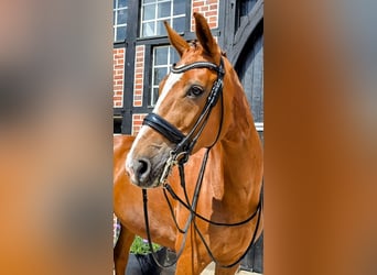 Westfaal, Merrie, 10 Jaar, 168 cm, Vos