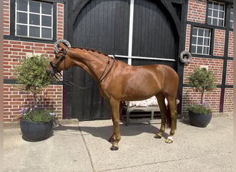 Westfaal, Merrie, 10 Jaar, 168 cm, Vos