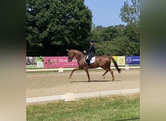 Westfaal, Merrie, 10 Jaar, 168 cm, Vos