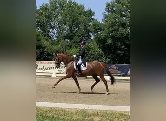 Westfaal, Merrie, 10 Jaar, 168 cm, Vos
