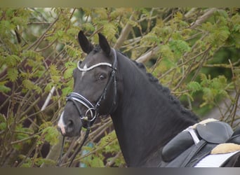 Westfaal, Merrie, 10 Jaar, 168 cm, Zwart