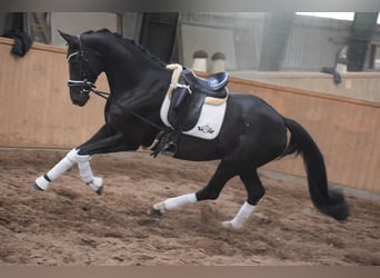 Westfaal, Merrie, 10 Jaar, 168 cm, Zwart