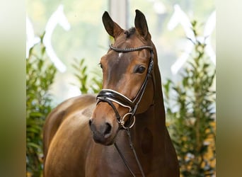 Westfaal, Merrie, 10 Jaar, 169 cm, Bruin