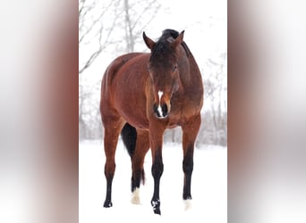 Westfaal, Merrie, 10 Jaar, 169 cm, Bruin