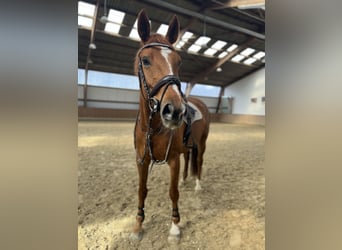 Westfaal, Merrie, 10 Jaar, 169 cm, Vos