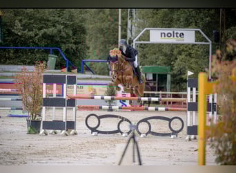 Westfaal, Merrie, 10 Jaar, 169 cm, Vos