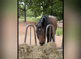 Westfaal, Merrie, 10 Jaar, 170 cm, Bruin