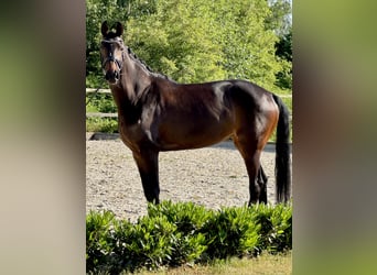 Westfaal, Merrie, 10 Jaar, 170 cm, Donkerbruin