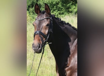 Westfaal, Merrie, 10 Jaar, 170 cm, Donkerbruin