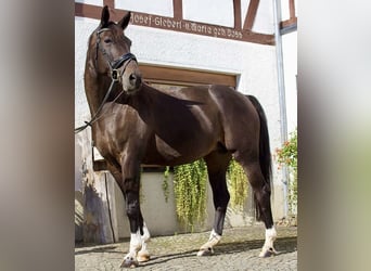 Westfaal, Merrie, 10 Jaar, 170 cm, Donkerbruin