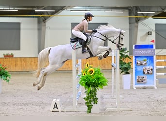 Westfaal, Merrie, 10 Jaar, 170 cm, Schimmel