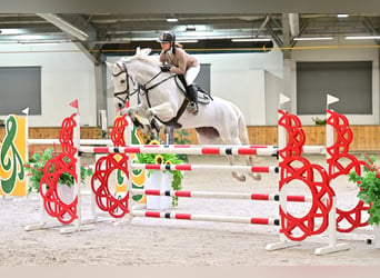 Westfaal, Merrie, 10 Jaar, 170 cm, Schimmel