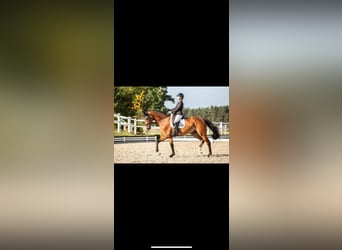 Westfaal, Merrie, 10 Jaar, 172 cm, Bruin