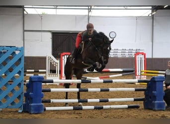 Westfaal, Merrie, 10 Jaar, 172 cm, Bruin