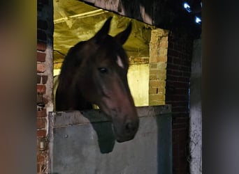 Westfaal, Merrie, 10 Jaar, 172 cm, Bruin