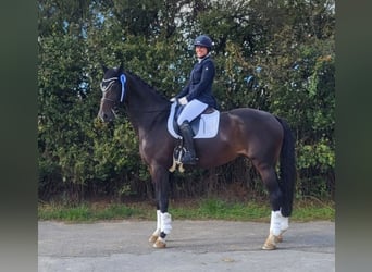 Westfaal, Merrie, 10 Jaar, 172 cm, Donkerbruin