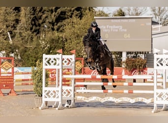 Westfaal, Merrie, 10 Jaar, 173 cm, Donkerbruin