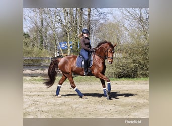 Westfaal, Merrie, 10 Jaar, 173 cm, Vos