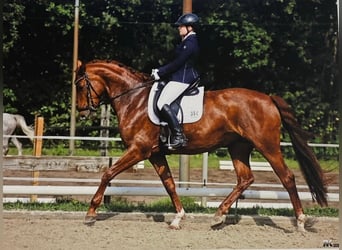 Westfaal, Merrie, 10 Jaar, 173 cm, Vos