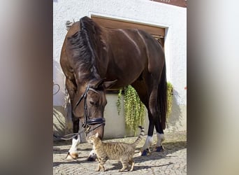 Westfaal, Merrie, 10 Jaar, 174 cm, Donkerbruin