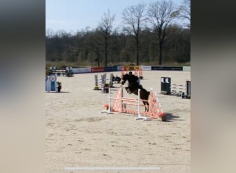 Westfaal, Merrie, 10 Jaar, 177 cm, Bruin