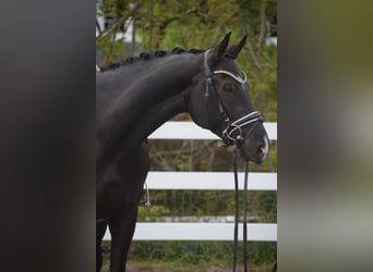 Westfaal, Merrie, 10 Jaar, Zwart