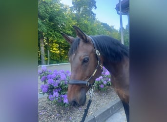 Westfaal, Merrie, 11 Jaar, 152 cm, Bruin