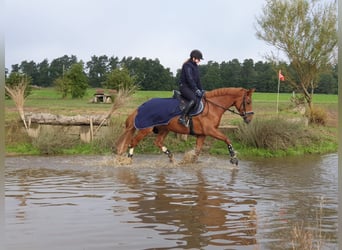 Westfaal, Merrie, 11 Jaar, 163 cm, Vos