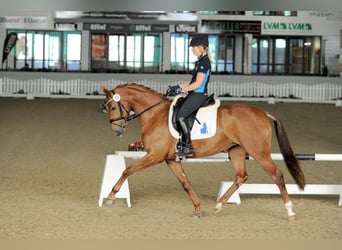 Westfaal, Merrie, 11 Jaar, 164 cm, Vos