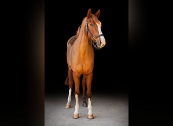 Westfaal, Merrie, 11 Jaar, 165 cm, Donkere-vos