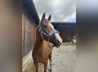 Westfaal, Merrie, 11 Jaar, 165 cm