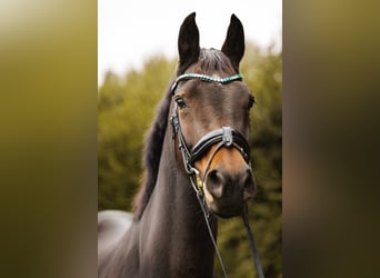 Westfaal, Merrie, 11 Jaar, 166 cm, Donkerbruin