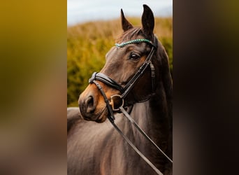 Westfaal, Merrie, 11 Jaar, 166 cm, Donkerbruin