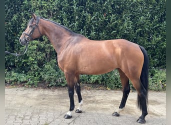Westfaal, Merrie, 11 Jaar, 167 cm, Brauner