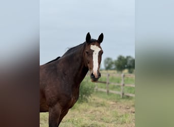 Westfaal, Merrie, 11 Jaar, 168 cm, Brauner