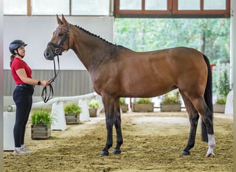 Westfaal, Merrie, 11 Jaar, 168 cm, Bruin