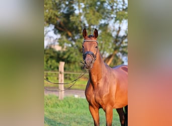 Westfaal, Merrie, 11 Jaar, 168 cm, Donkerbruin