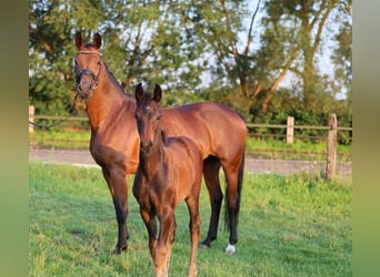 Westfaal, Merrie, 11 Jaar, 168 cm, Donkerbruin