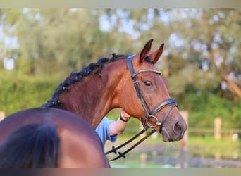 Westfaal, Merrie, 11 Jaar, 168 cm, Donkerbruin