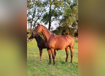 Westfaal, Merrie, 11 Jaar, 168 cm, Donkerbruin